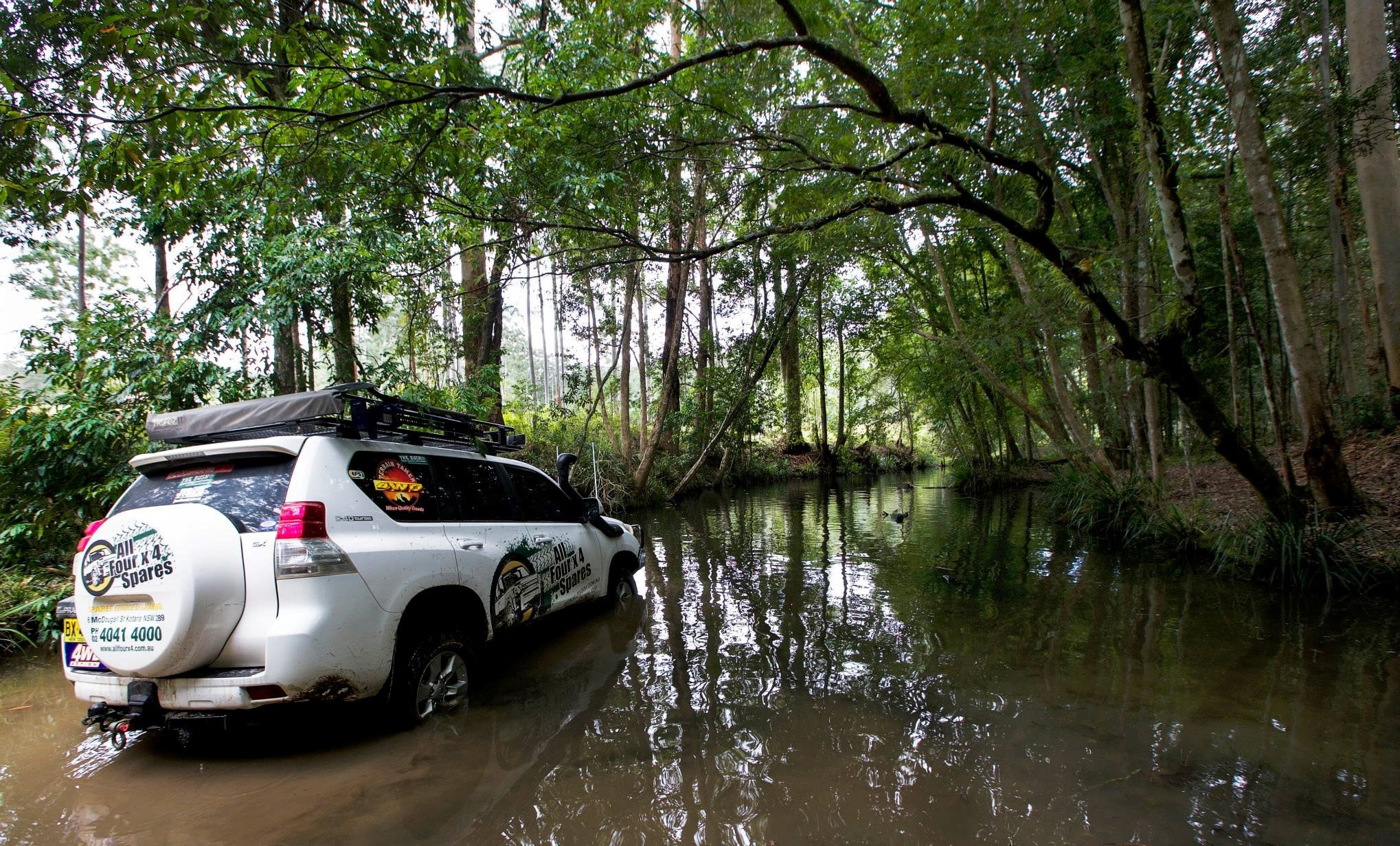 Prado_rainforest