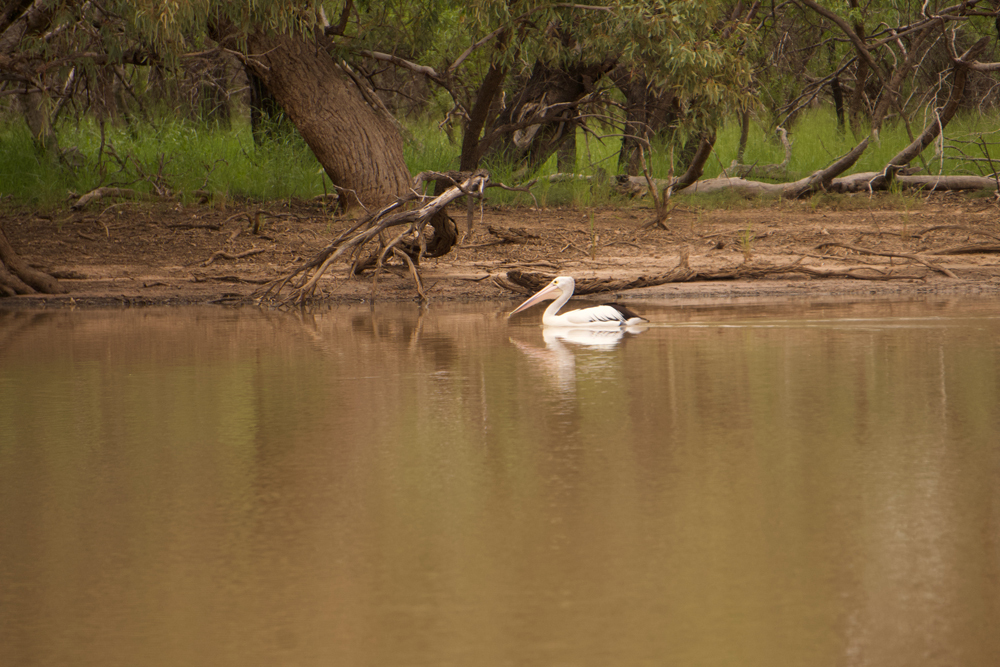 Pelican_on_Paroo1